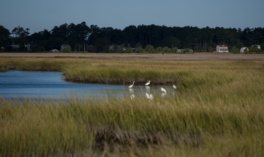 Poquoson Marsh